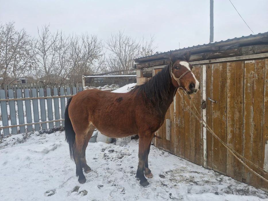 Семіз бие сатамын