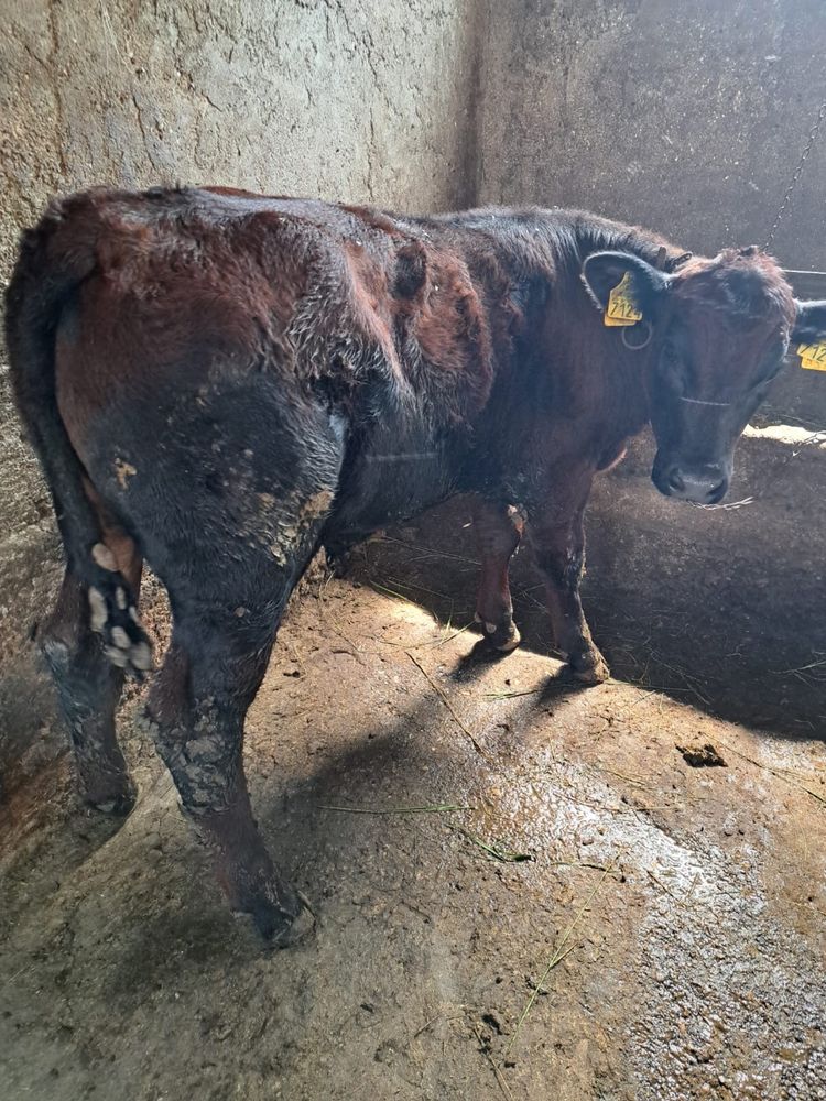 Taurasi de vanzare