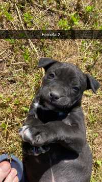 Pui American Staffordshire Terrier