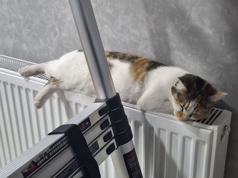 Mushuk qiz bola tekinga,Кошка отдам даром