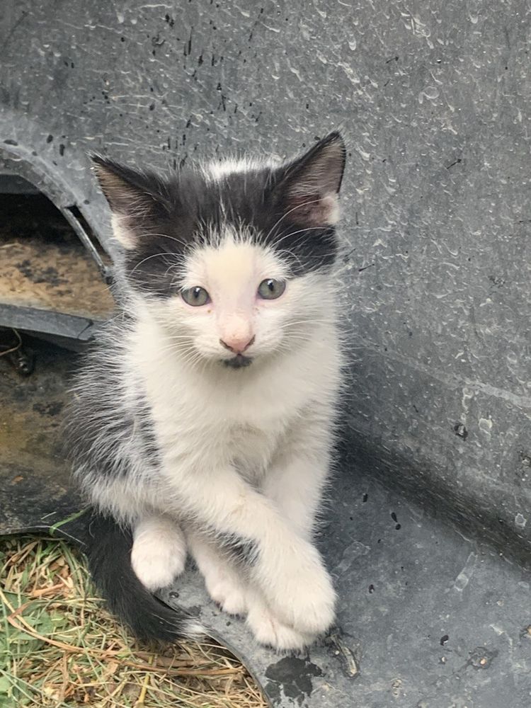 Кошка и котята в добрые руки