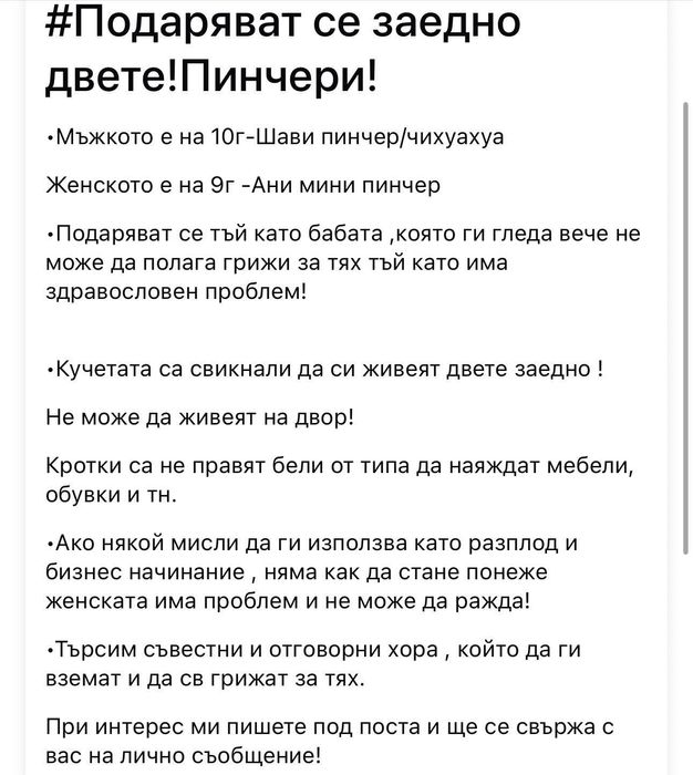 Кучета -мини пинчер/чихуахуа/подаряваме/