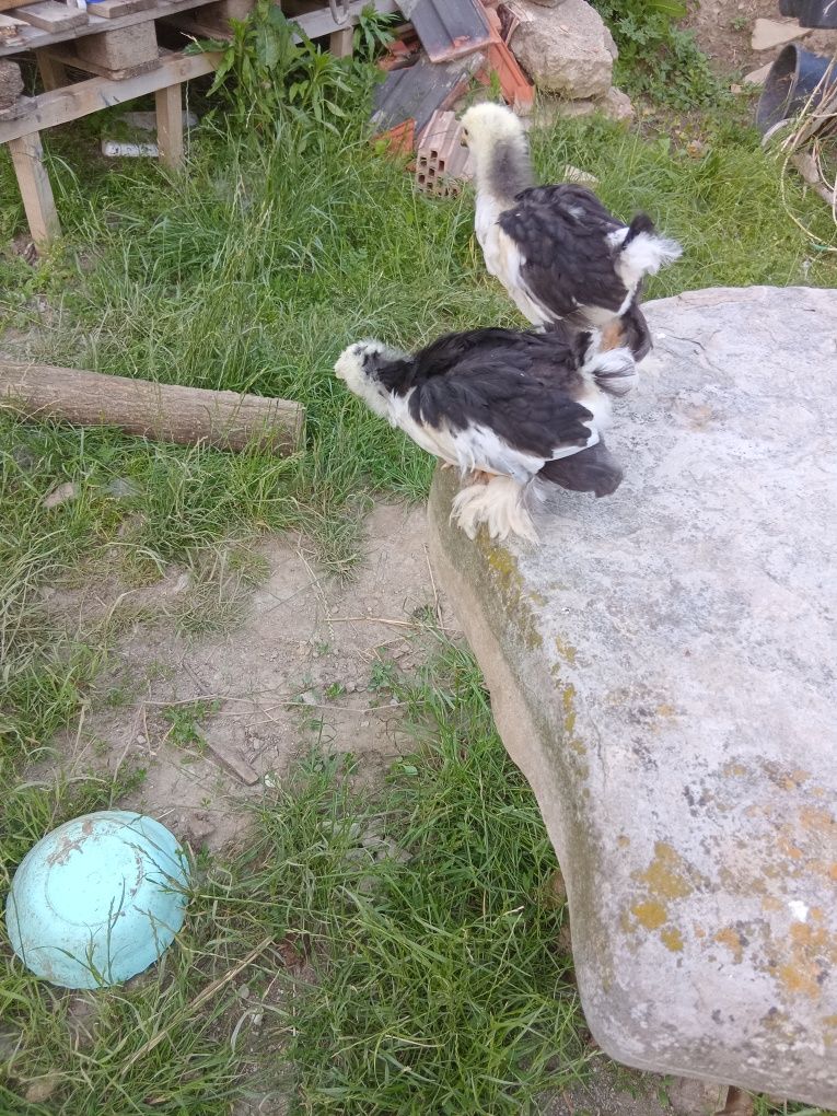 Pui brahma porțelan și bobat