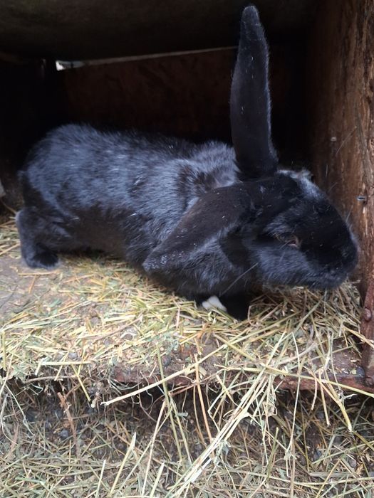 Iepuri tineri urias german 3-4 kg