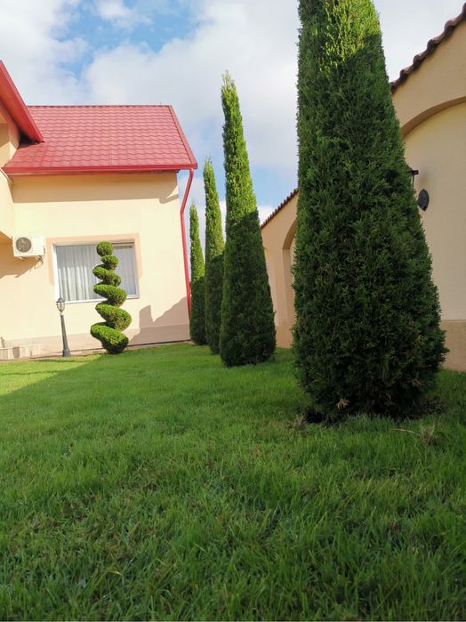 Vând Tuia  smaragd pepiniera proprie