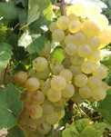 Struguri de vin din inima Vrancei!
​Vă of
