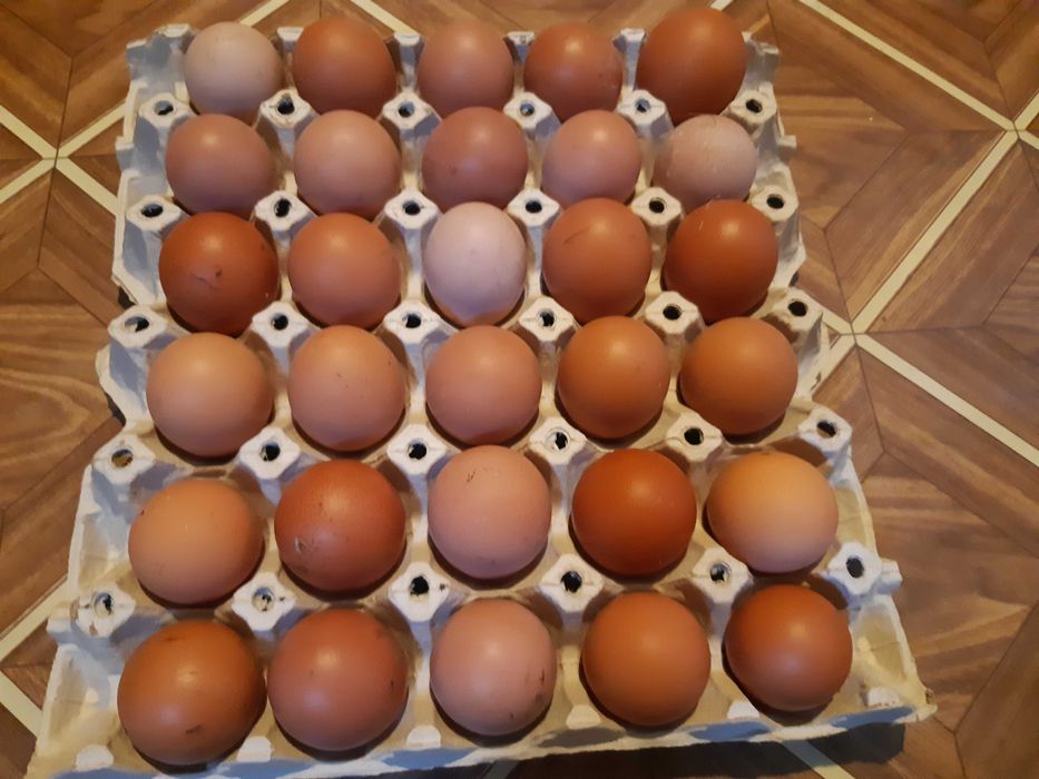 Домашни яйца от щастливи кокошки