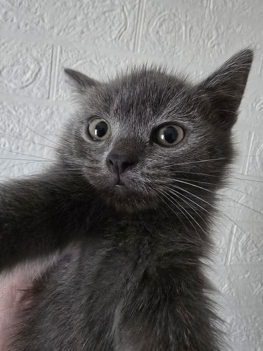 Отдам котенка в добрые руки