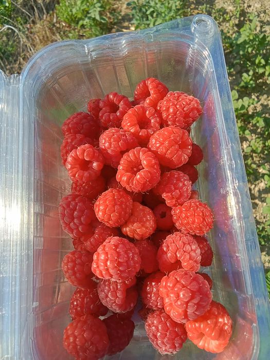 Butasi zmeura Glen Ample