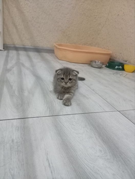 Мушук сотилади соглом