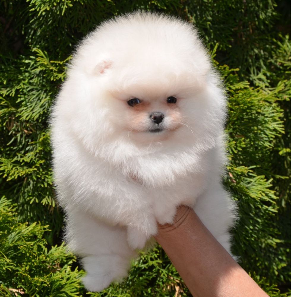 Fetita pomeranian mini/toy!