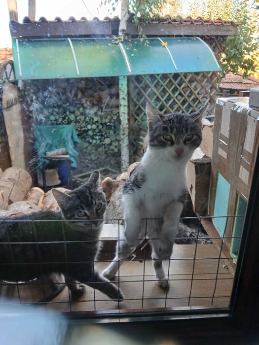 Подарявам 1 годишни котета