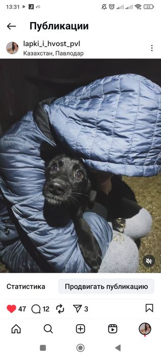 Девочки 4месяца ищут дом