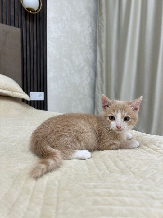 Ищет дом безумно милый красивый маленький котик