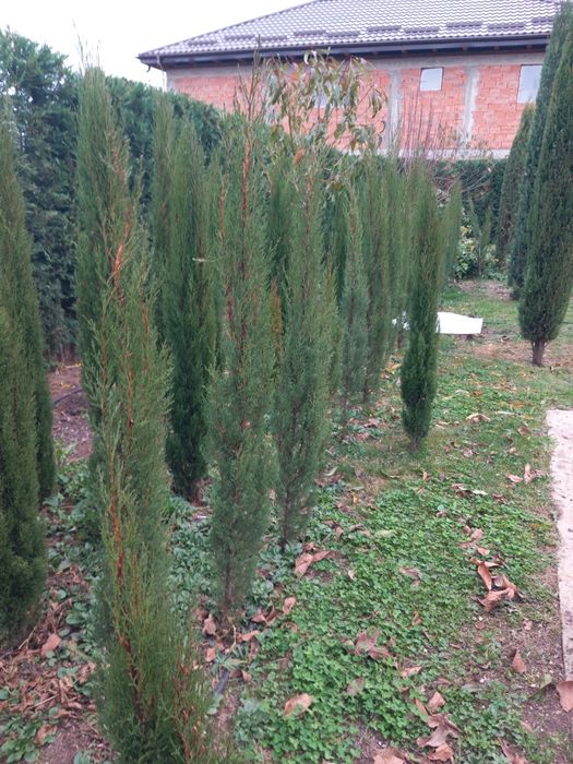 Cipressi toscani