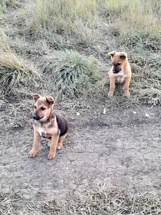 Щенки ищут ответственных хозяев и дом