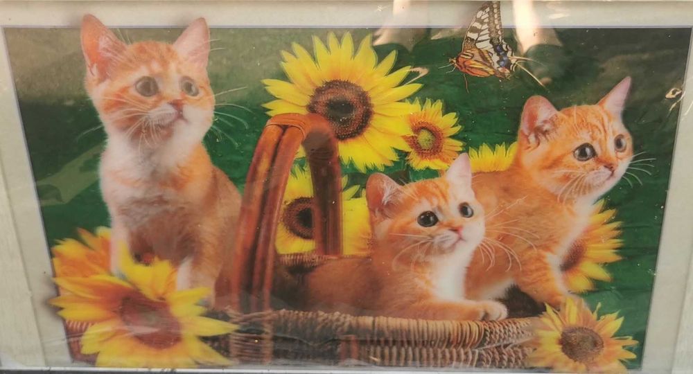 Pisici Persana / Garfield