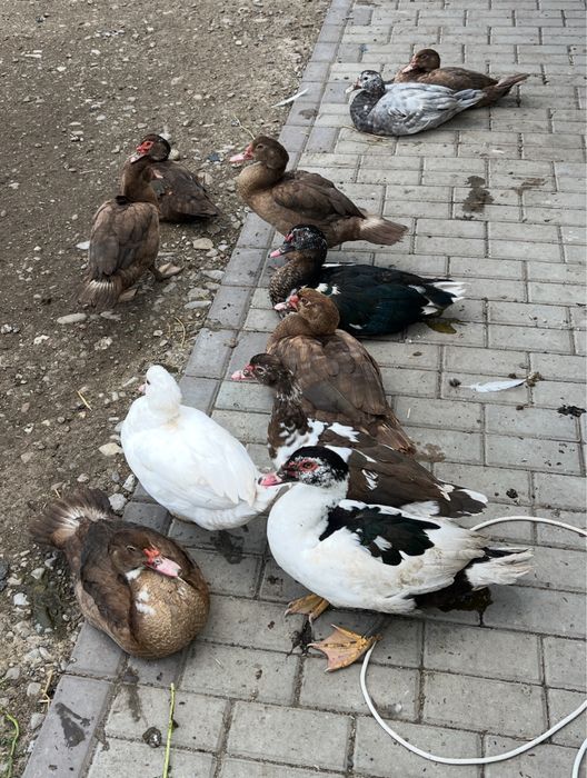 Rațe și rățoi leșești de anul acesta , diferite varietăți de culori
