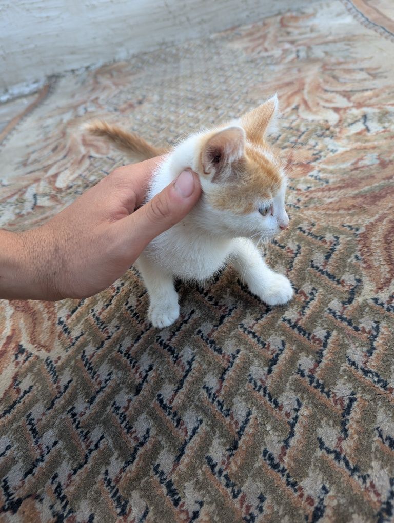 Марғаулар котята