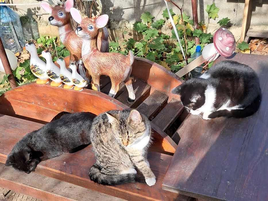 Подарявам котета, гр. Елин Пелин