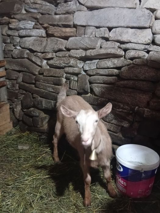 Vând iadă din 2025