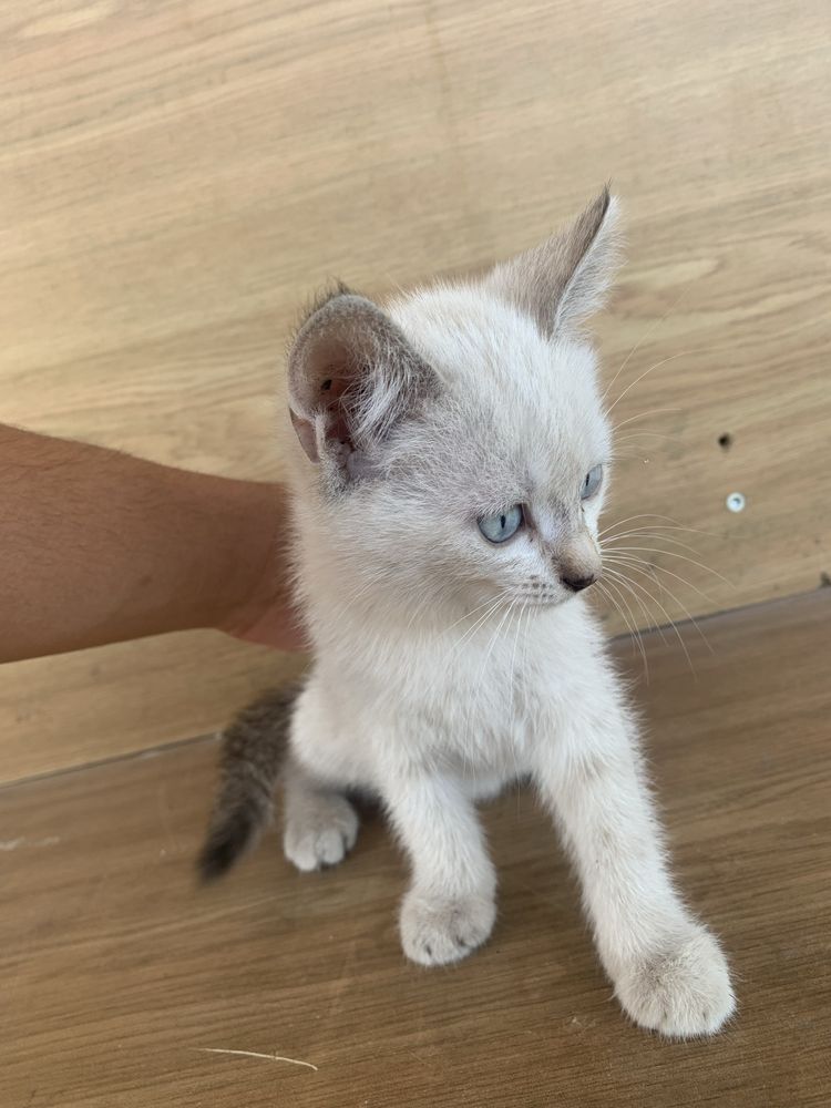 Котятя, в любящую семью