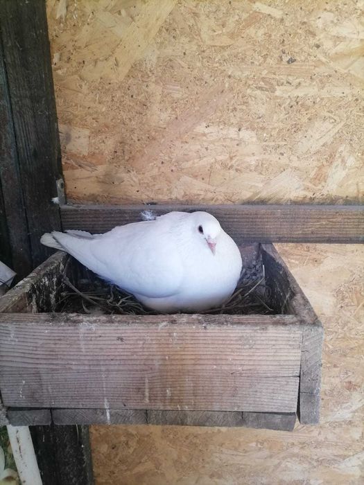 Vand porumbei tobosari arabi