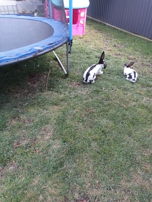 De vânzare Iepuri Femela și Masculi Fluture German