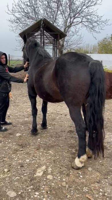 Iapa semigrea originală