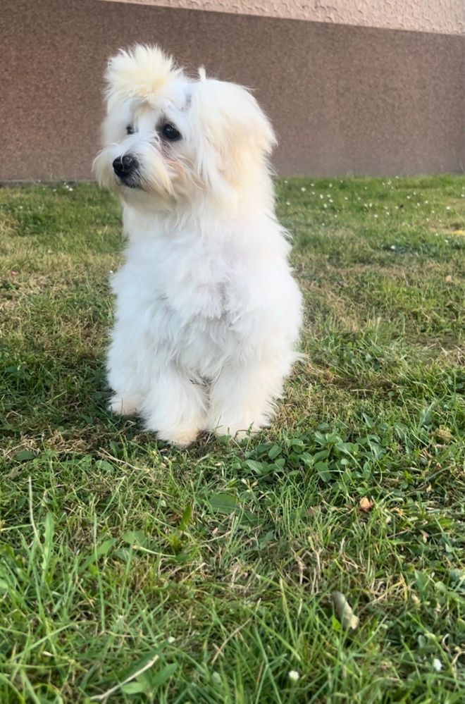 Bichon Frise, 6 luni – fetiță, foarte jucăușă și iubitoare.