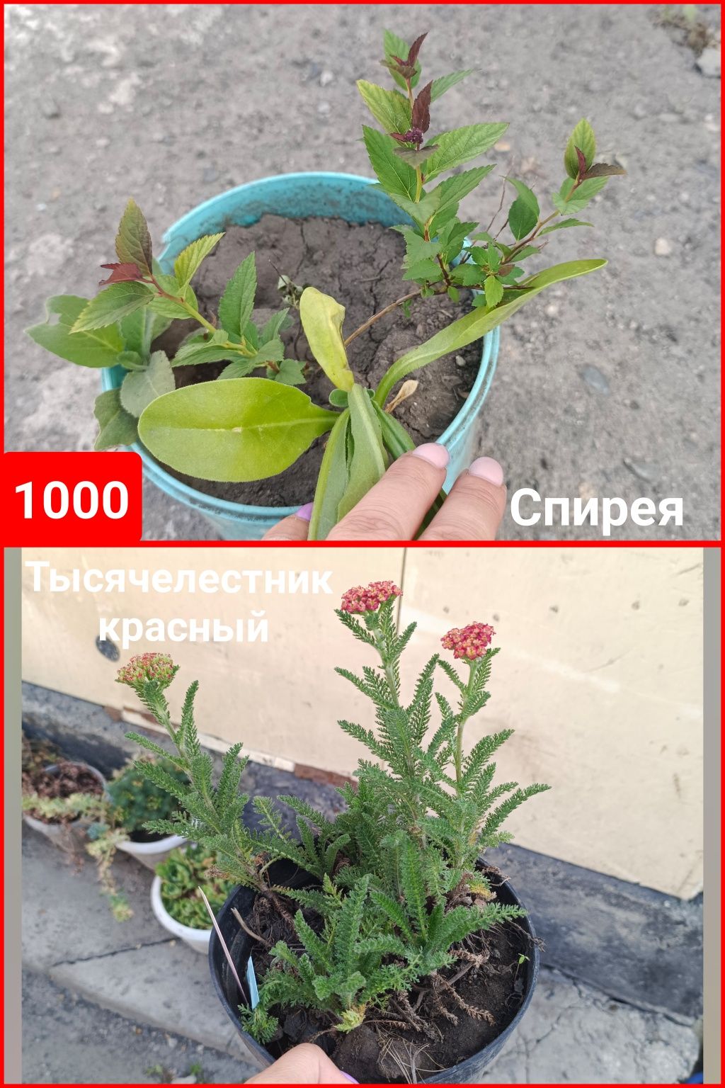 Уличные растения разные