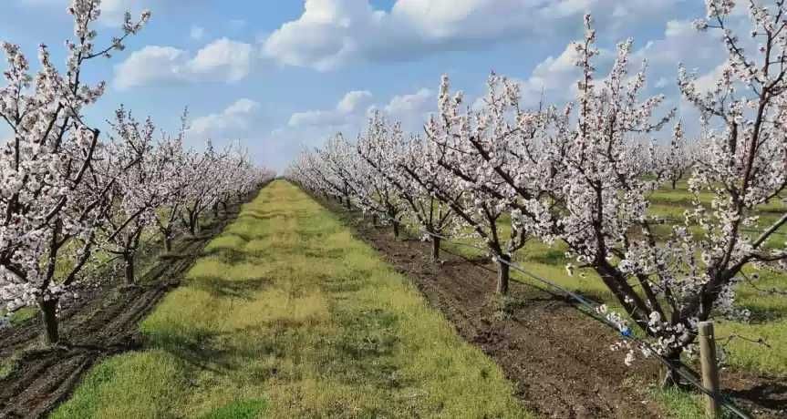 Taieri pomi fructiferi, arbuști fructiferi și viță de vie