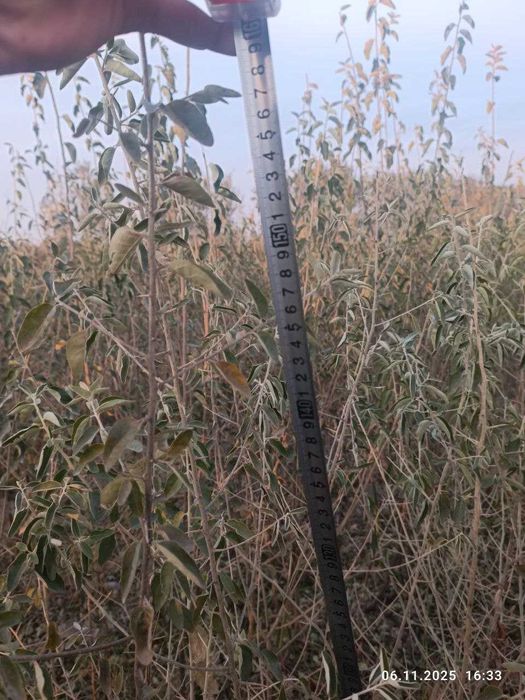 Ko'chatlar sotiladi. Har xil turdagi mevali va manzarali ko'chatlar