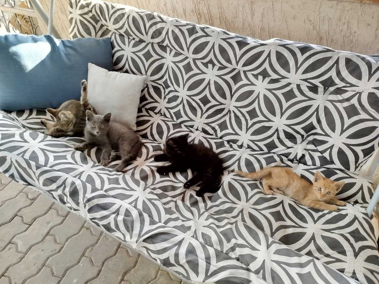 Котята в добрые руки