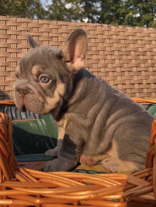 Femela Bulldog Francez