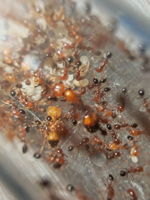 Solenopsis geminata 1/500