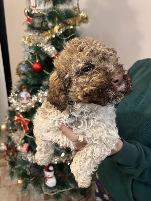 Кученца Lagotto Romagnolo