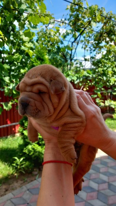 Cațeluș din rasa Shar Pei