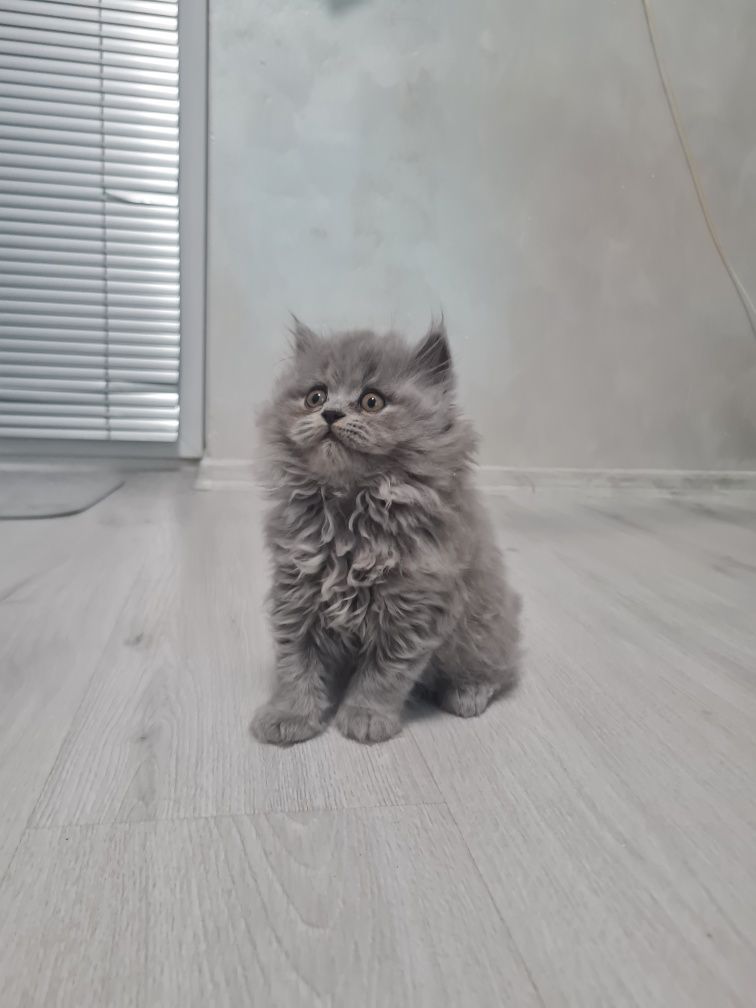 Британски късокосмести котета