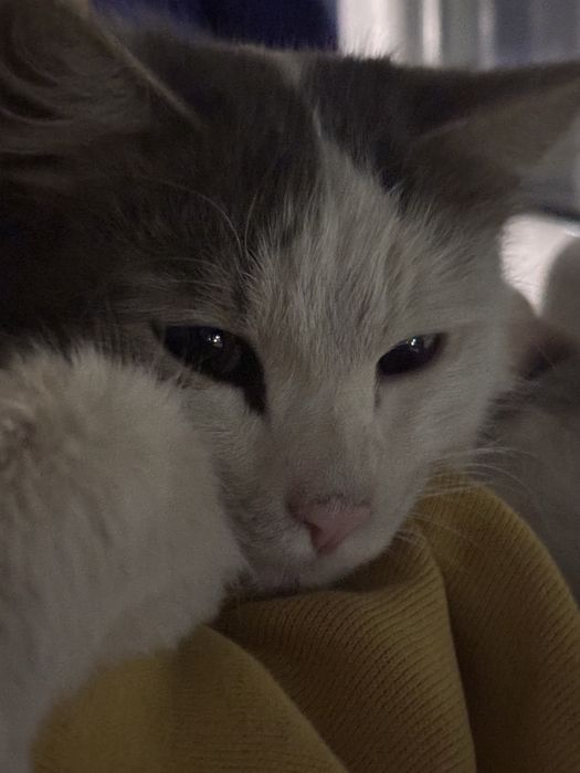 Имя : Икар . Блох нет но есть раны от других котов м злых людей