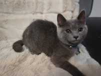 Vând British shorthair