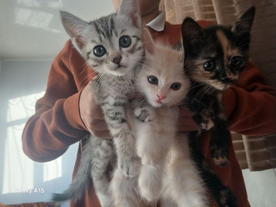 Котята в добрые руки!!!