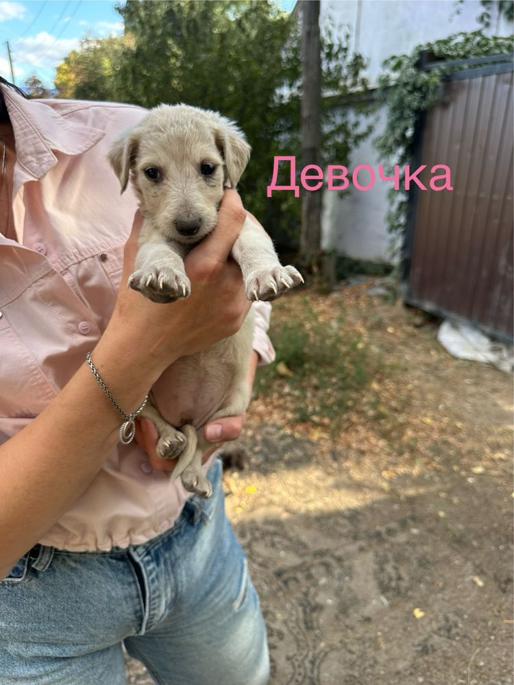 Щенята бесплатно