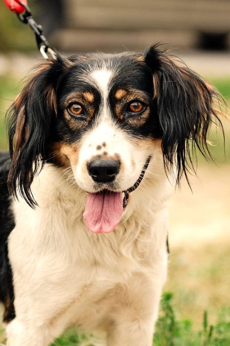 Собачка ищет любящий дом