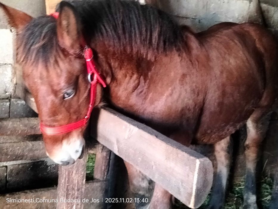 Mânz frumos de vânzare