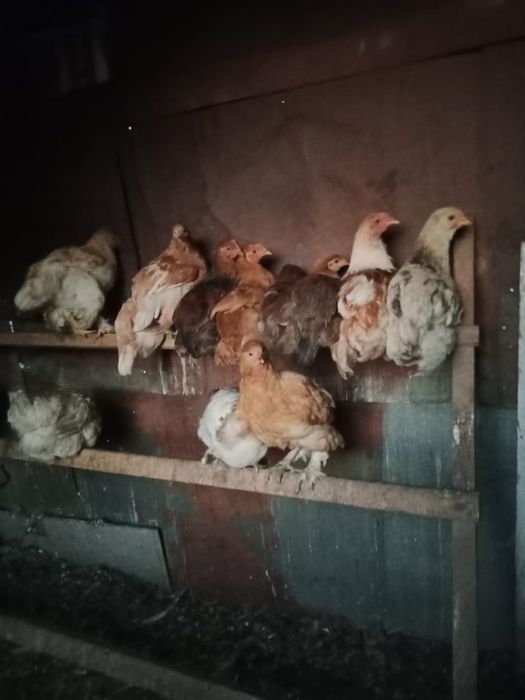 Продам курей молодых