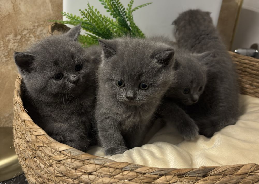 Британски и Шотлантдски котки