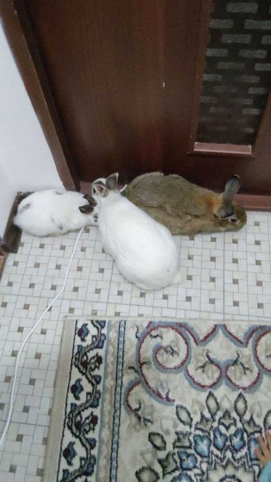 Quyonlar, 3ta. 2ta katta bitta bolasi