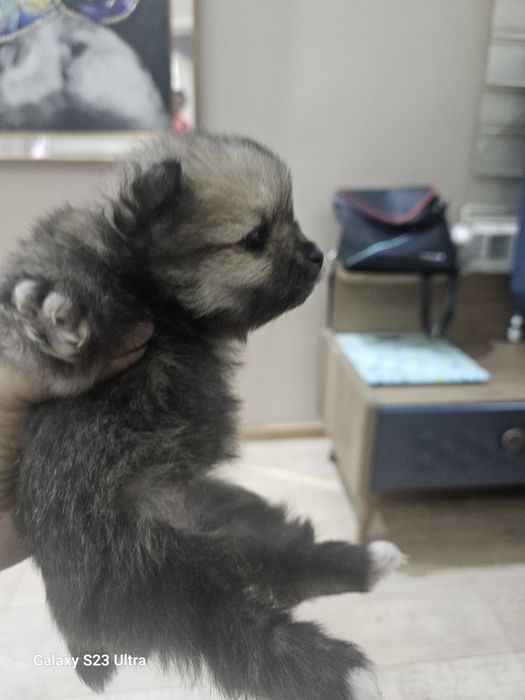 Померан мини шпиц