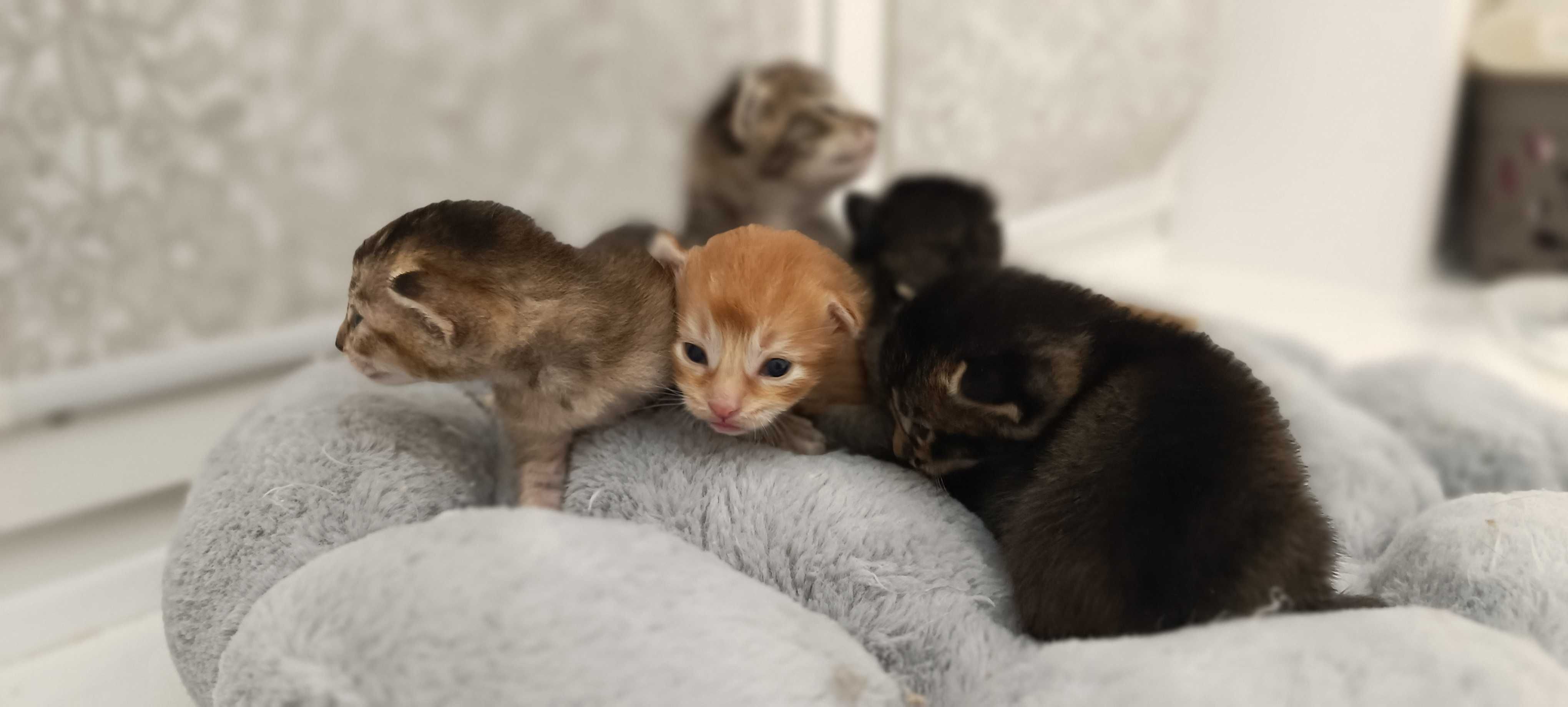Чаузи котята, метисы.